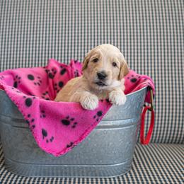 Goldendoodle Puppies from Hershey PAw Doodles