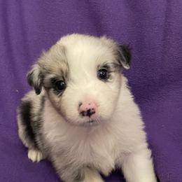 Sharpay - Blue merle female Australian Shepherd puppy in Hammond, Louisiana from Gold Ring Australian Shepherds