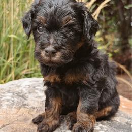 Toothless - male Australian Mountain Doodle puppy in Wellsville, Utah from Stay Golden Doodles