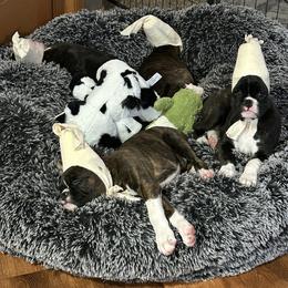 Boxer Puppies from KP Boxers