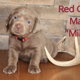 Labrador Retriever Puppies from Silver Dollar Labs