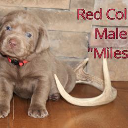 Labrador Retriever Puppies from Silver Dollar Labs