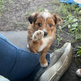 Merle girl - Brown merle female Aussiedoodle puppy in Hillsboro, Illinois from Shoal Creek Puppies