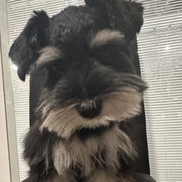 Liberty - Black and silver female Miniature Schnauzer puppy in Dayton, Texas from Felicia Hensel
