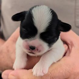 Lance - Parti male Lhasa Apso puppy in Fort Worth, Texas from Cynthia's Lhasa Apsos