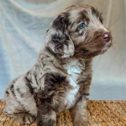 Clover - Chocolate merle male Bernedoodle puppy in Jackson, Missouri from Pincksten Family Doodles
