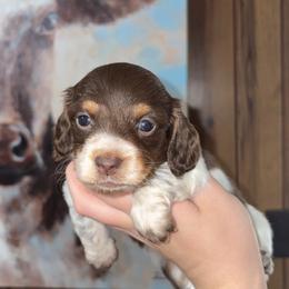 Buddy - Chocolate and tan male Dachshund puppy in Goldthwaite, Texas from Mini Mama Dachshunds