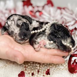 Bernedoodle, Goldendoodle, and Poodle Puppies from Poodle and Doodle Haven
