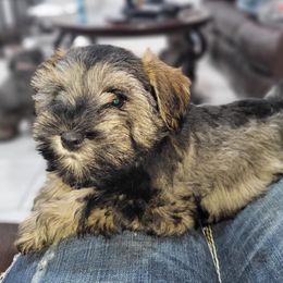 Miniature Schnauzers from Shanna's Miniature Schnauzers