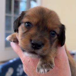 Brave - Red male Dachshund puppy in Clarksdale, Mississippi from Bo Didley's Doxies