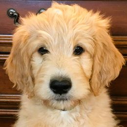Goldendoodle Puppies from CharLia's Holistic English Cream Golden Retrievers & Doodles