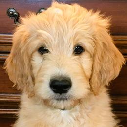 Goldendoodle Puppies from CharLia's Holistic English Cream Golden Retrievers & Doodles