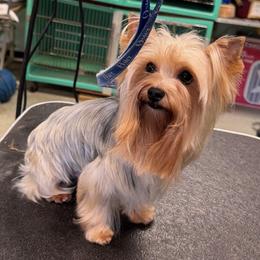 Frankie - Blue and gold male Yorkshire Terrier puppy in Frederick, Maryland from Maria Rodriguez