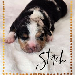 Stitch - Blue merle male Miniature Australian Shepherd puppy in Mc Alester, Oklahoma from Angel's Aussies