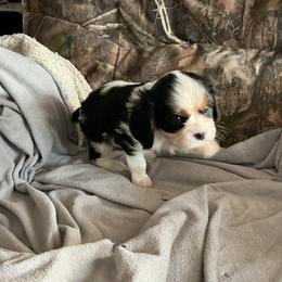 Jack D - Tri-color male Cavalier King Charles Spaniel puppy in Bullhead City, Arizona from Country Candy Cavaliers