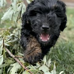 Double Doodle Puppies from Jeanie’s Doodles