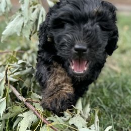 Double Doodle Puppies from Jeanie’s Doodles
