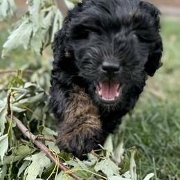 Double Doodle Puppies from Jeanie’s Doodles
