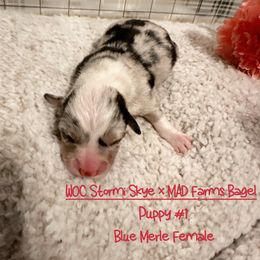 Girl 4 - Black and tan American Corgi puppy in Thomaston, Alabama from Waylon’s House of Corgis