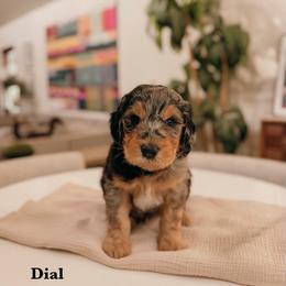 GUARDIAN HOME - Dial - Merle male Goldendoodle puppy in Yukon, Oklahoma from Bows and Ties Doodles, LLC