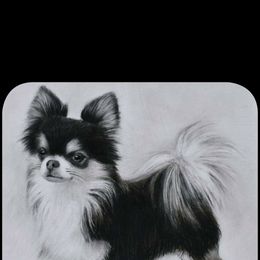 Chihuahua All Grown Up from Precious Paws Chihuahuas