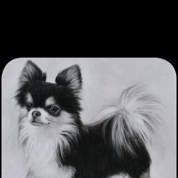 Chihuahua All Grown Up from Precious Paws Chihuahuas