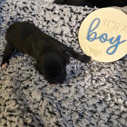 Puppy 1 - White male Boxer puppy in Lakeland, Florida from Cote's Boxers