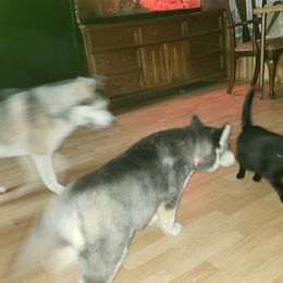 Siberian Husky Puppies from Spirit of the Moon Siberians