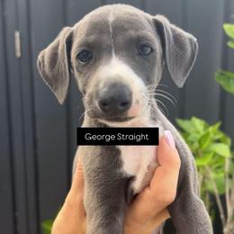 Boy 2 - Blue male Italian Greyhound puppy in Southwest Florida, Florida from Woofford Italian Greyhounds