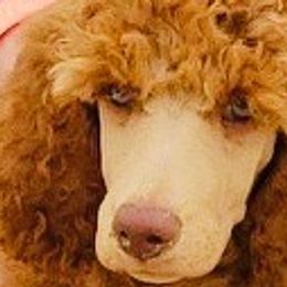 Cavalier King Charles Spaniels and Poodles from Central Coast Standard Poodles & Cavaliers