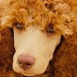 Cavalier King Charles Spaniels and Poodles from Central Coast Standard Poodles & Cavaliers