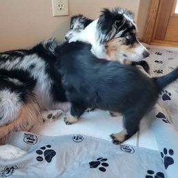Australian Shepherd Puppies from Summit Australian Shepherds