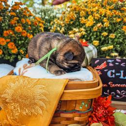 Green Collar - Sable male German Shepherd puppy in Basehor, Kansas from Sonnengold German Shepherds