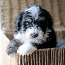 Aussiedoodle, Australian Mountain Doodle, Bernedoodle, and Labradoodle Puppies from Doodles & Co
