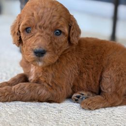 Hickory - Red  male Goldendoodle puppy in Brooksville, Florida from Abby’s Standard Goldendoodles