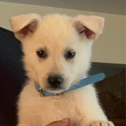 Velma - White female German Shepherd puppy in Yuba City, California from Barton’s German Shepherds