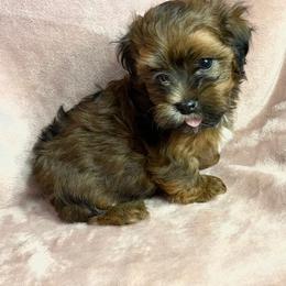 Havanese Puppies from Dreamworks Havanese