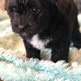 Aussiedoodle Puppies from 5 Cent Doodle Dogs