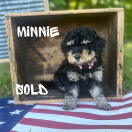 Bernedoodle Puppies from Cobble Creek Puppies