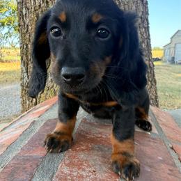 Dawn - Black and tan female Dachshund puppy in Lexington, Oklahoma from BooneDox Miniature Dachshunds