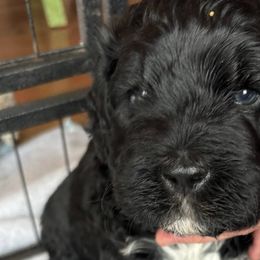 Portuguese Water Dogs from Maple View Meadows