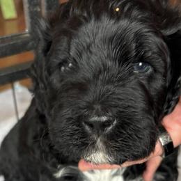 Portuguese Water Dogs from Maple View Meadows