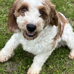 Shelby - Cavapoo