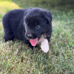 Onyx AKC - Black tri-color female Australian Shepherd puppy in Polk City, Florida from Skaky Shepherds