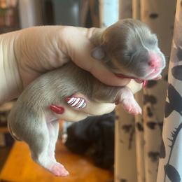 Chanel - Sable female Pembroke Welsh Corgi puppy in East Oakdale, California from Rhettro Kennels