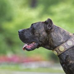 Rubicon - Perro de Presa Canario