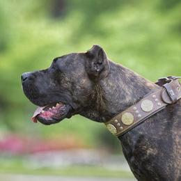 Rubicon - Perro de Presa Canario