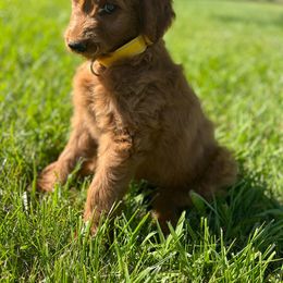 Yellow Boy - Red  Goldendoodle puppy in Winters, California from 7HL Doodles