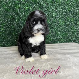 Violet girl - Phantom female Bernedoodle puppy in Modesto, California from Two Doods Doodles