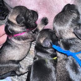 Liberty (pink) - Salt and pepper female Miniature Schnauzer puppy in La Fayette, Georgia from Daniels Mini Schnauzers